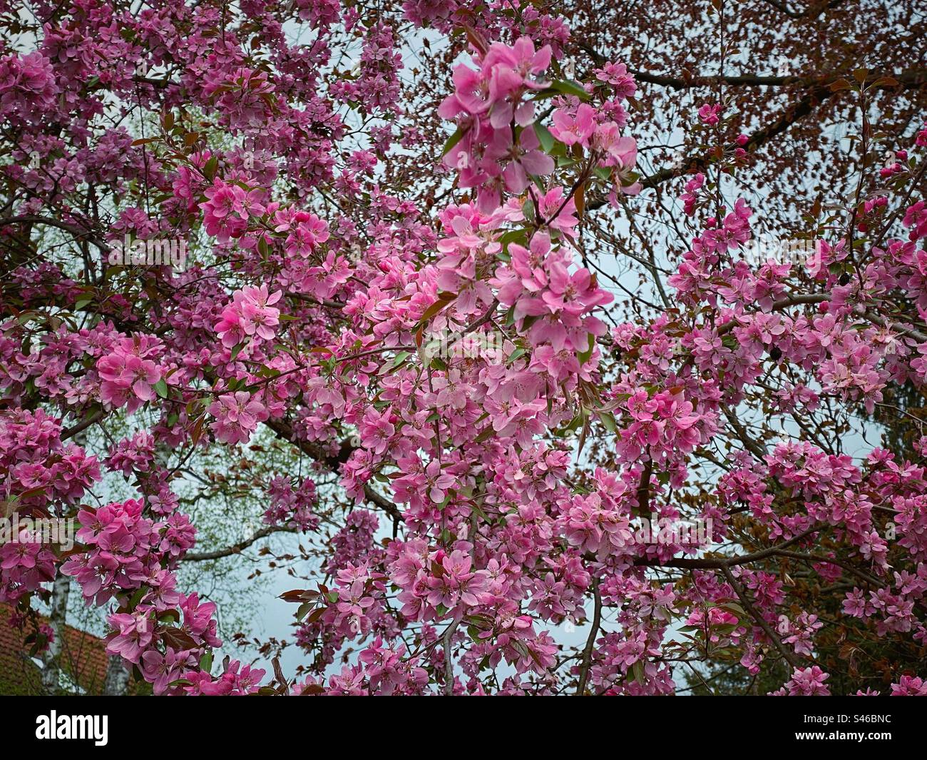 Fleurs rose vif sur les branches d'arbres en fleurs avec ciel en arrière-plan à Munich, Allemagne. - Image de stock capturée avec un smartphone