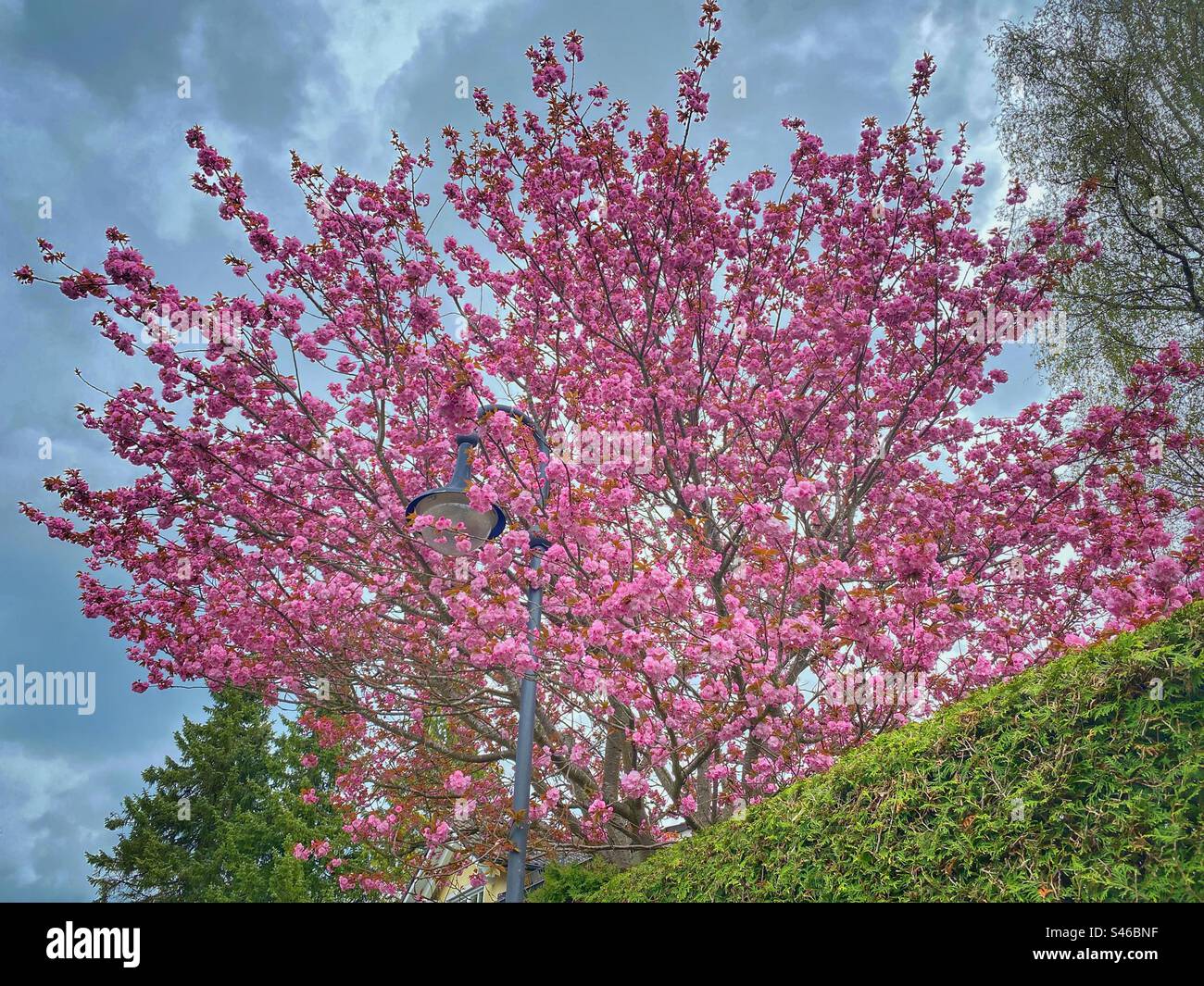 Arbre rose vif fleuri avec une lanterne de rue et ciel en arrière-plan dans le sud de Munich, Allemagne. - Image de stock capturée avec un smartphone