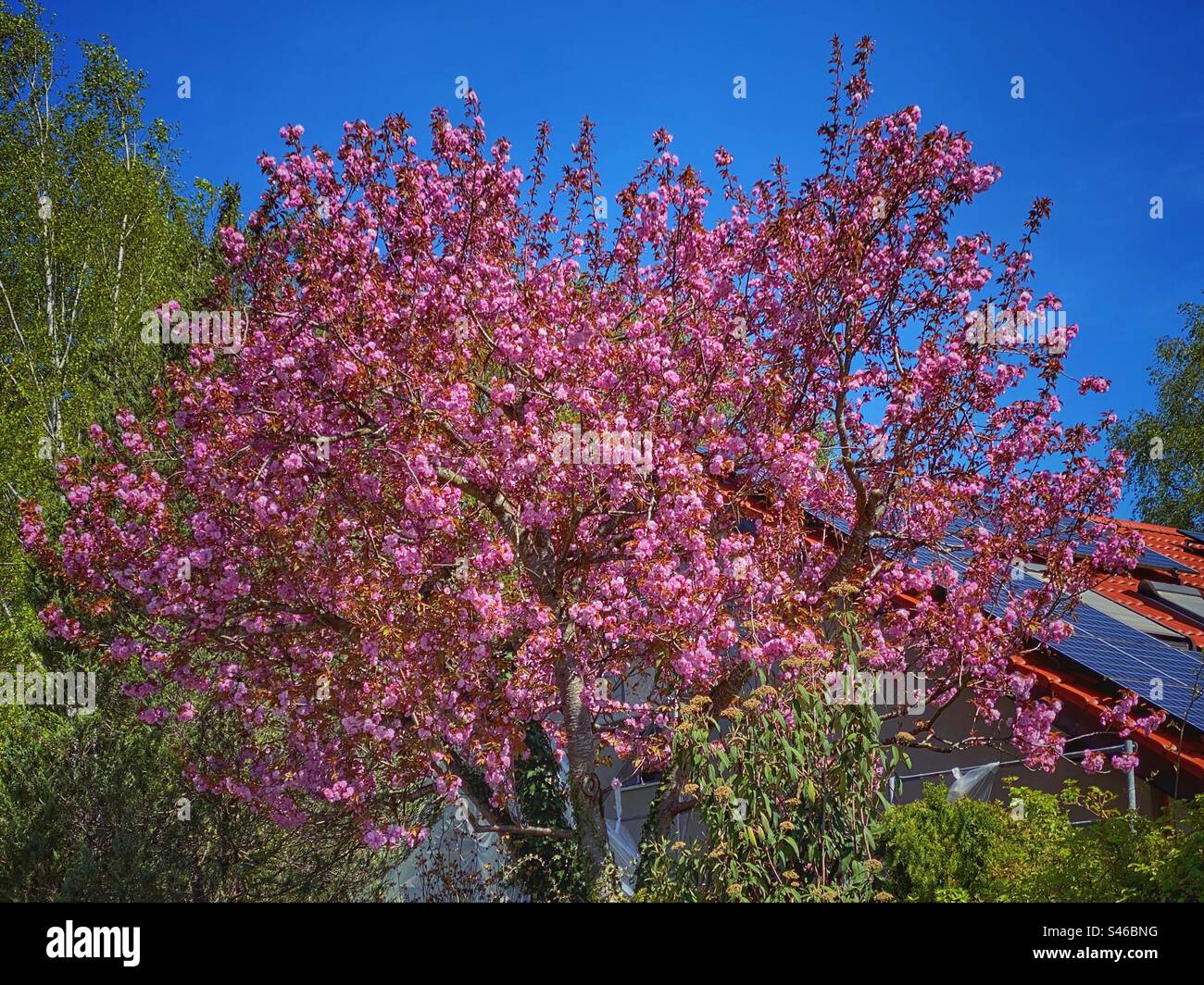 Arbre rose vif en fleurs au soleil dans un quartier résidentiel dans le sud de Munich, Allemagne. - Image de stock capturée avec un smartphone