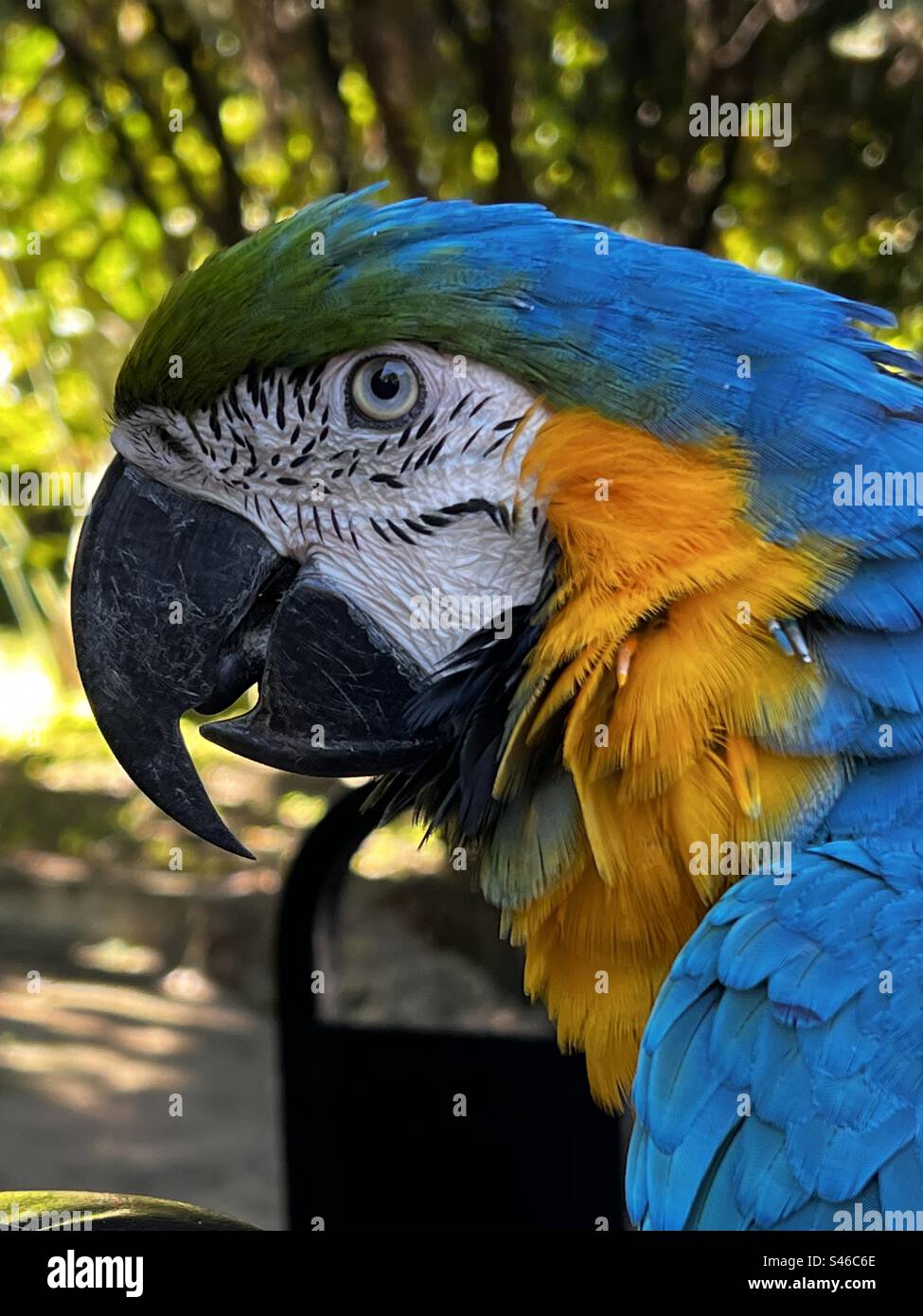 Macaw bleu libéré dans la nature Banque D'Images