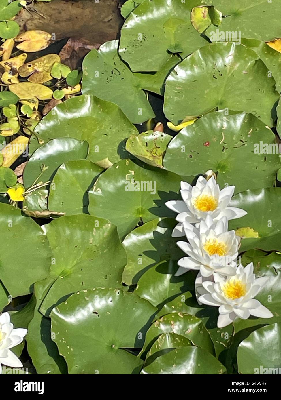 Nymphaea alba, le nénuphar blanc, le nénuphar blanc du lac de Seewog à Ramstein Miesenbach en Allemagne Banque D'Images