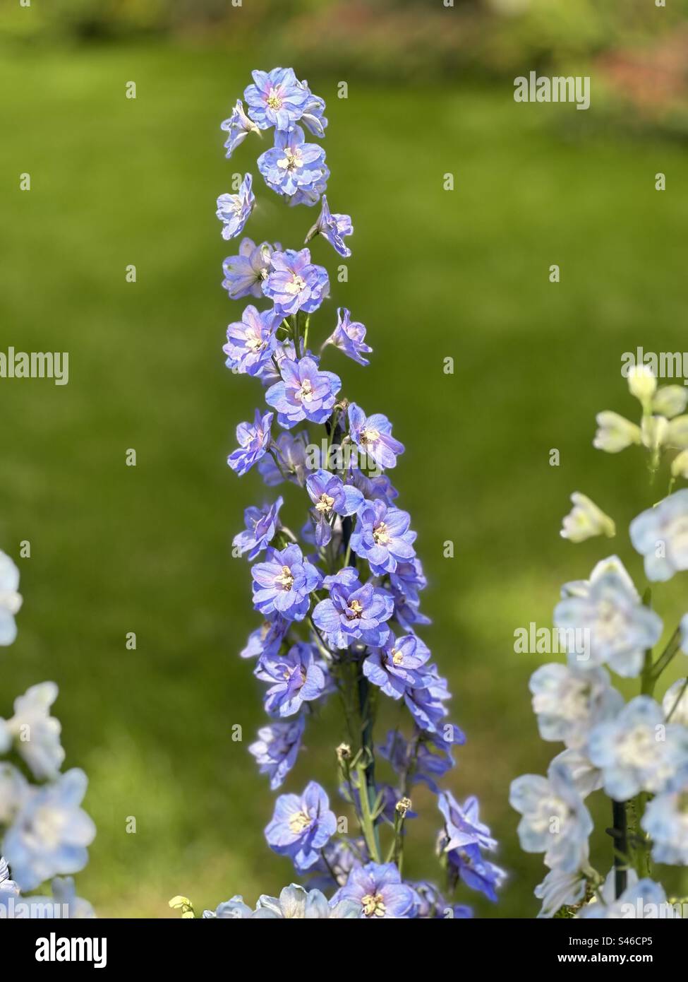 Pointe de fleur violette - Image de stock capturée avec un smartphone