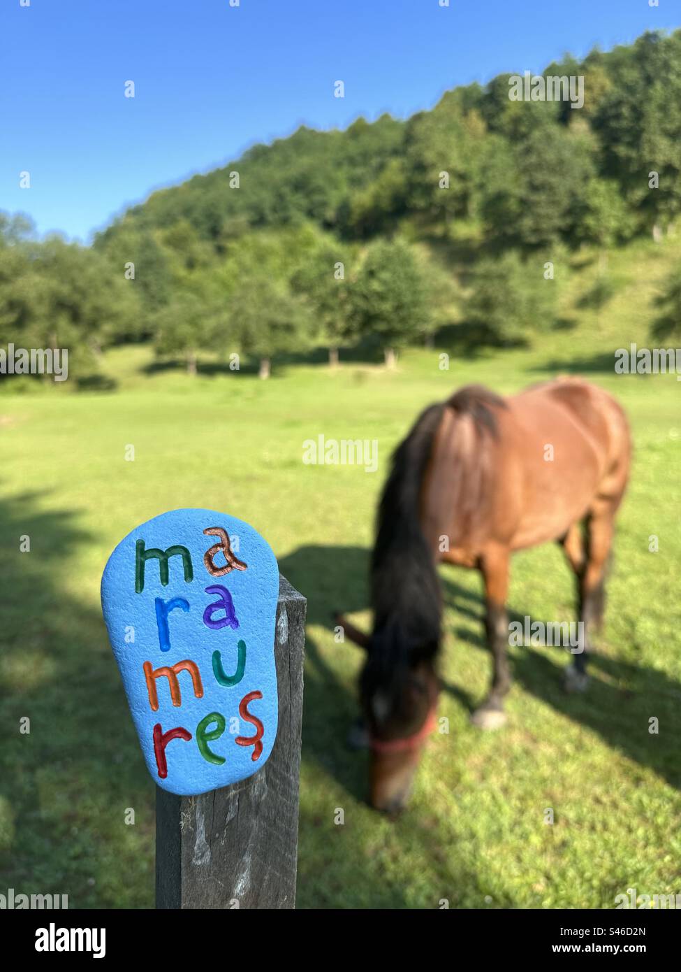 Région de Maramures, avant souvenir artistique d'un cheval dans le pays, Roumanie Banque D'Images