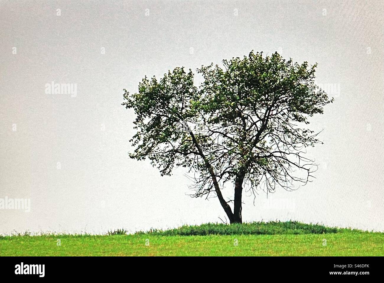 Arbre solitaire, deux tiges, prairie, arbre de survie Banque D'Images