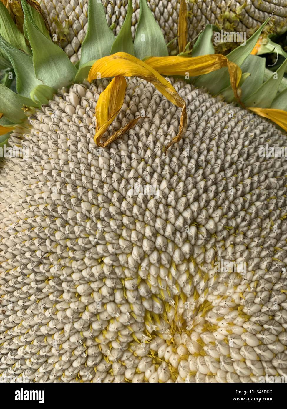 Récolte géante de graines de tournesol mammouth. Banque D'Images