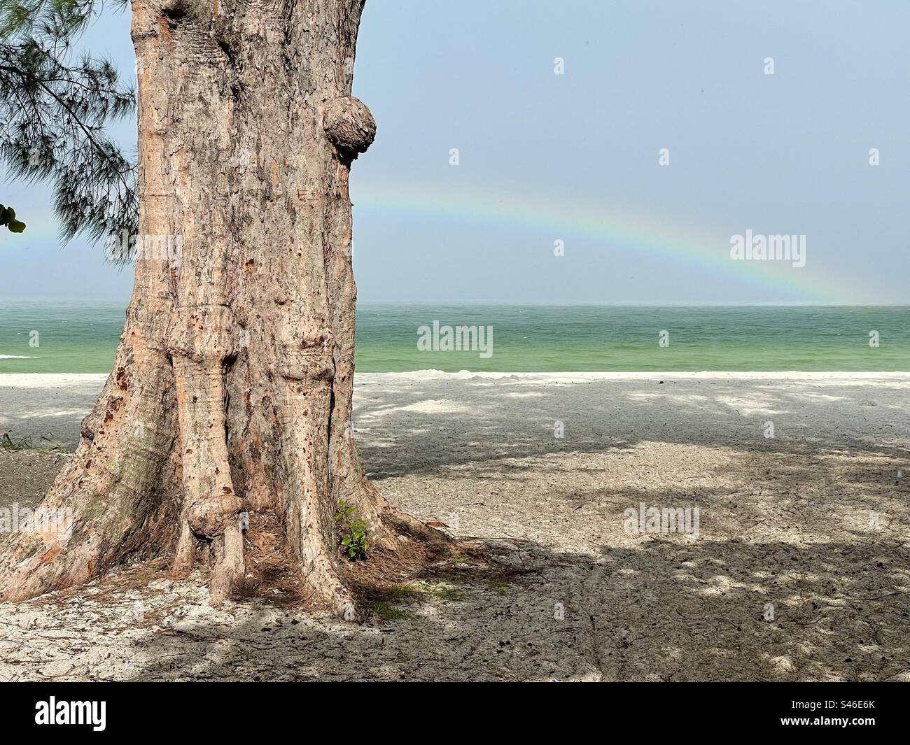 Vieil arbre au premier plan et arc-en-ciel au-dessus du golfe du Mexique sur la plage du parc d'État Delnor-Wiggins à Naples, Floride, juillet 2021 Banque D'Images