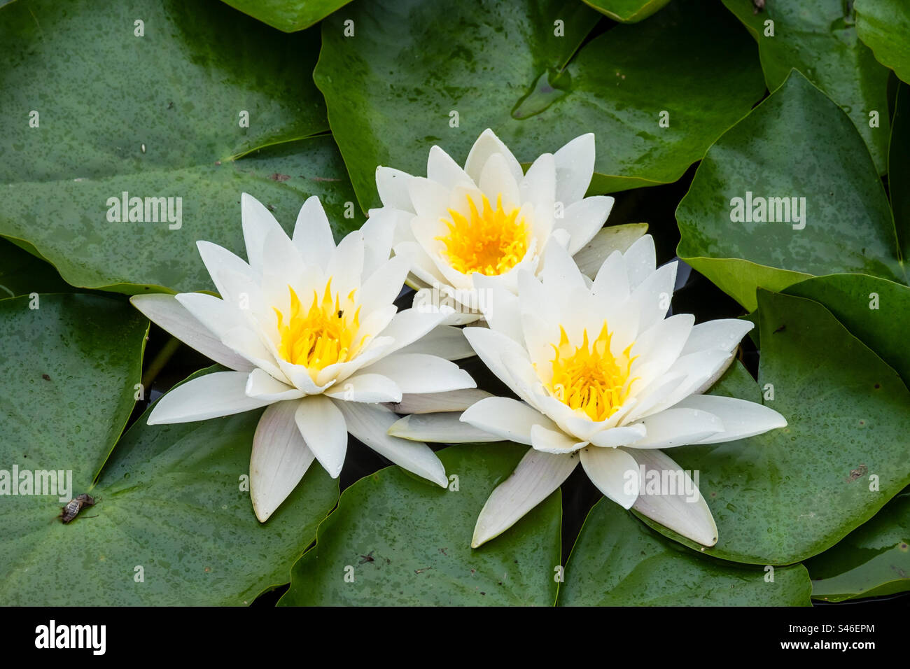Trois fleurs de nénuphars en pleine floraison - Image de stock capturée avec un smartphone