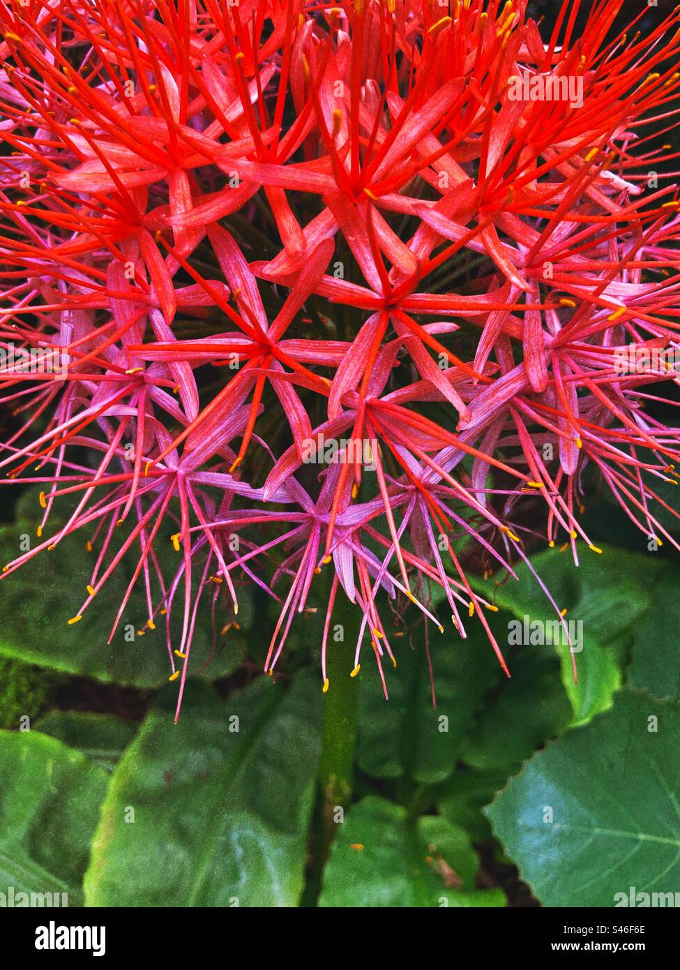 Scadoxus multiflorus - Image de stock capturée avec un smartphone