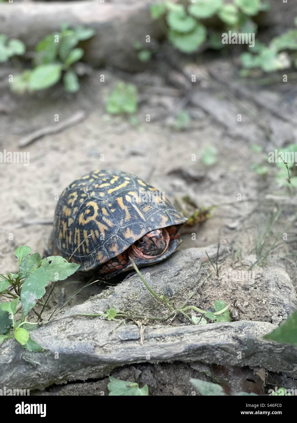 Une tortue-boîte orientale se cache la tête hors de sa coquille tout en prenant un bain de soleil sur un sentier de randonnée. Banque D'Images