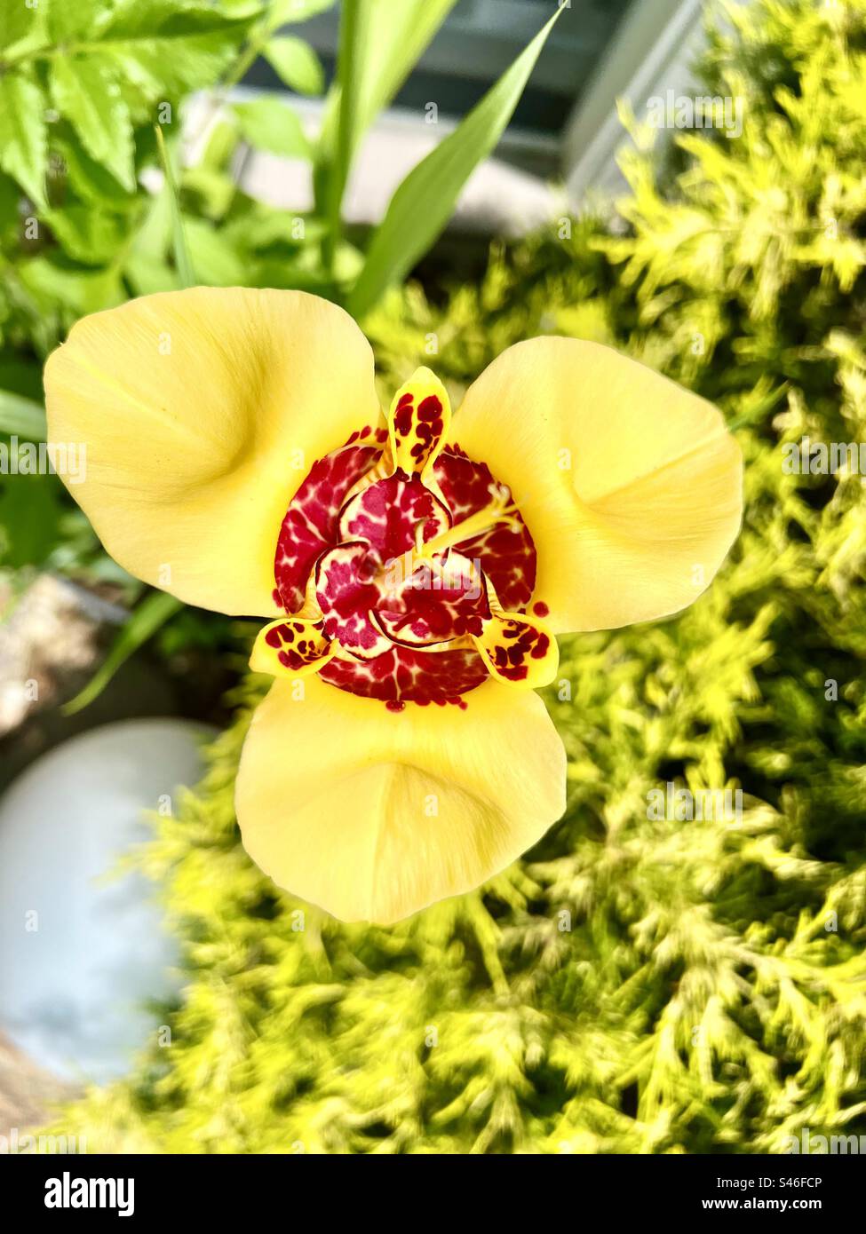 Fleur jaune de Tigridia Banque D'Images