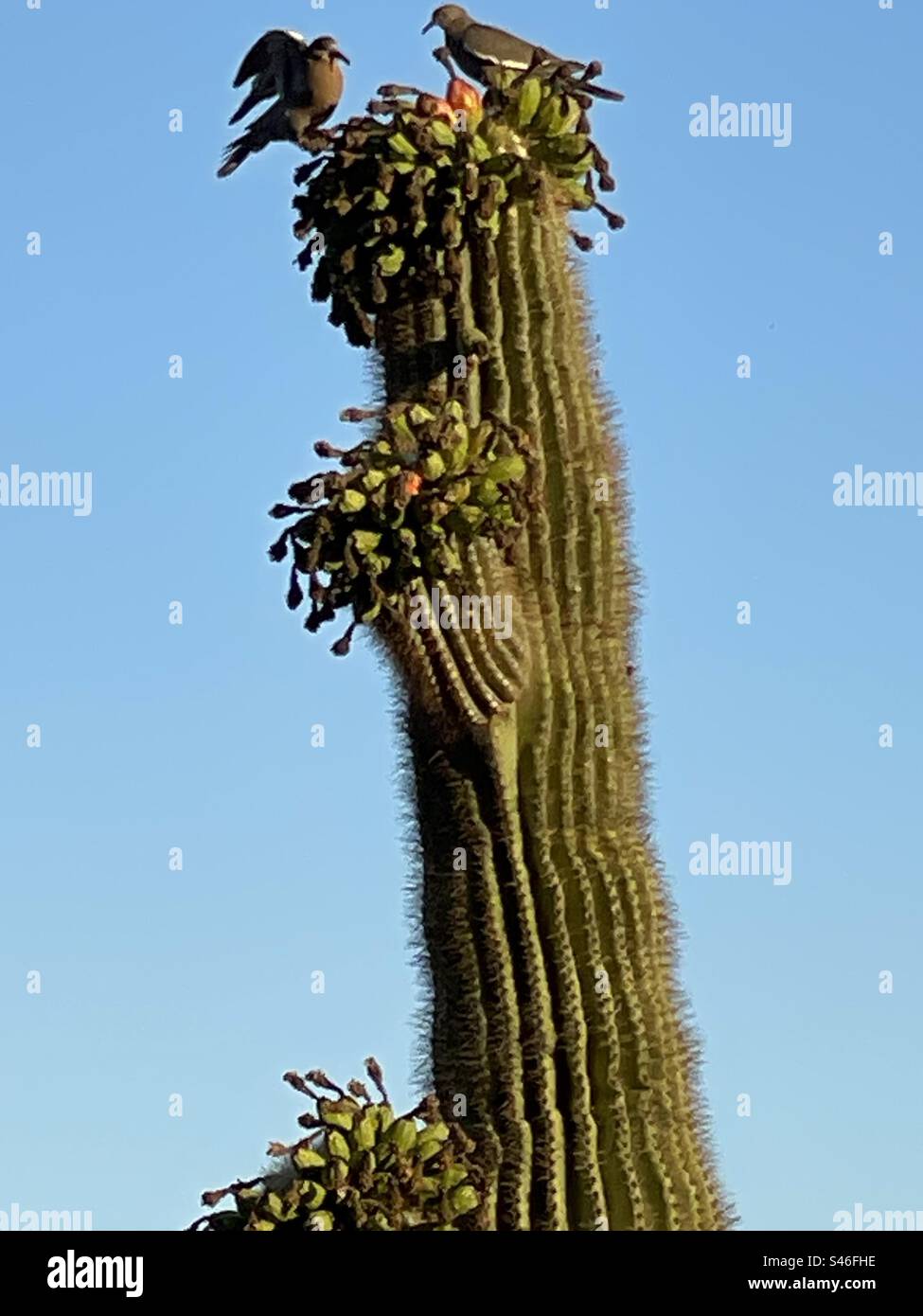 Gros plan de colombes blanches, fruits de cactus Red Saguaro, desserts du désert de Sonora pour la faune, ciel bleu brillant, réserve de Phoenix Mountains, Arizona Banque D'Images