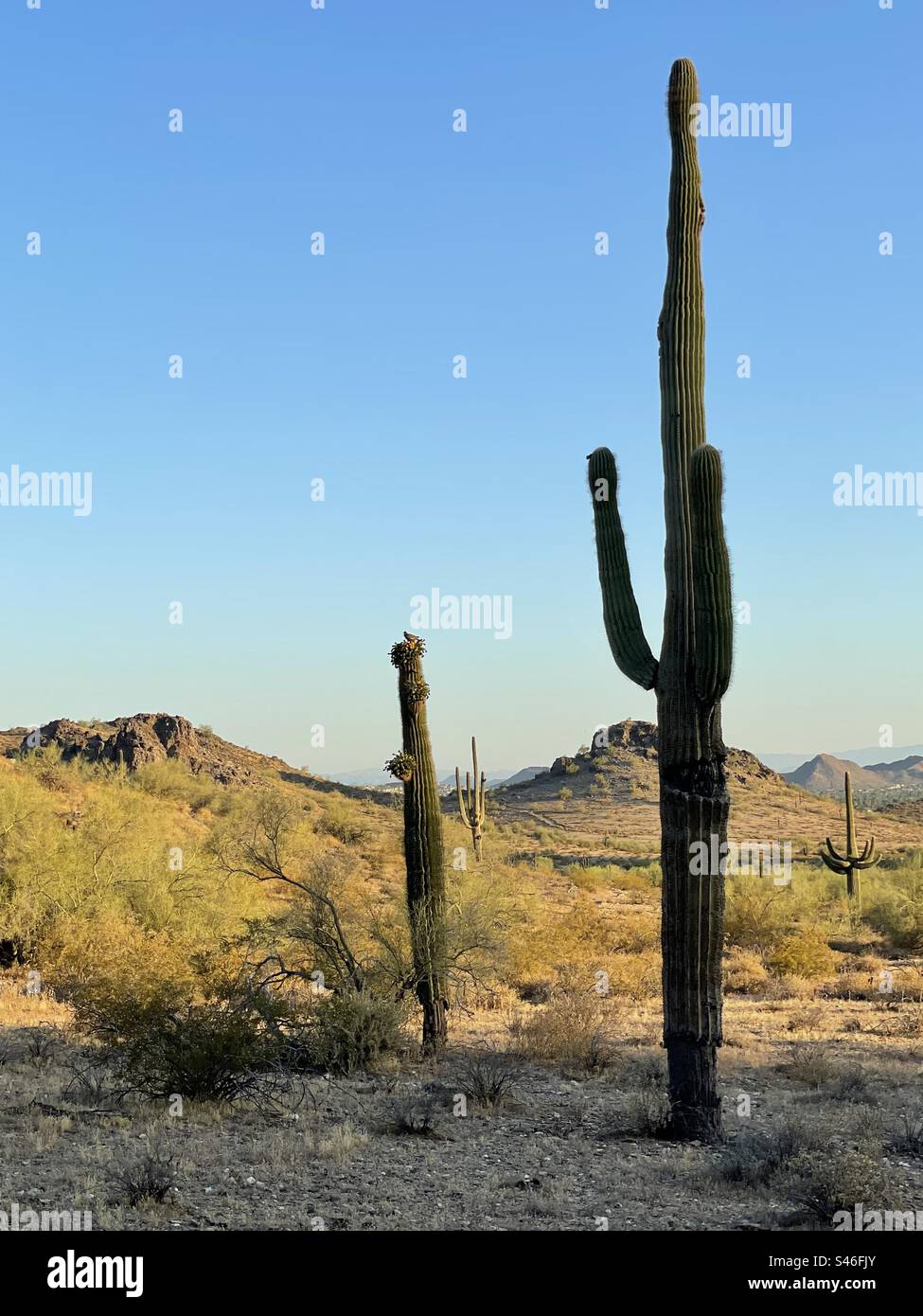 Cactus Saguaro imposants, affleurements rocheux nains éclairés par la lumière du matin, désert de Sonora, ciel bleu brillant, réserve des montagnes Phoenix, Arizona Banque D'Images