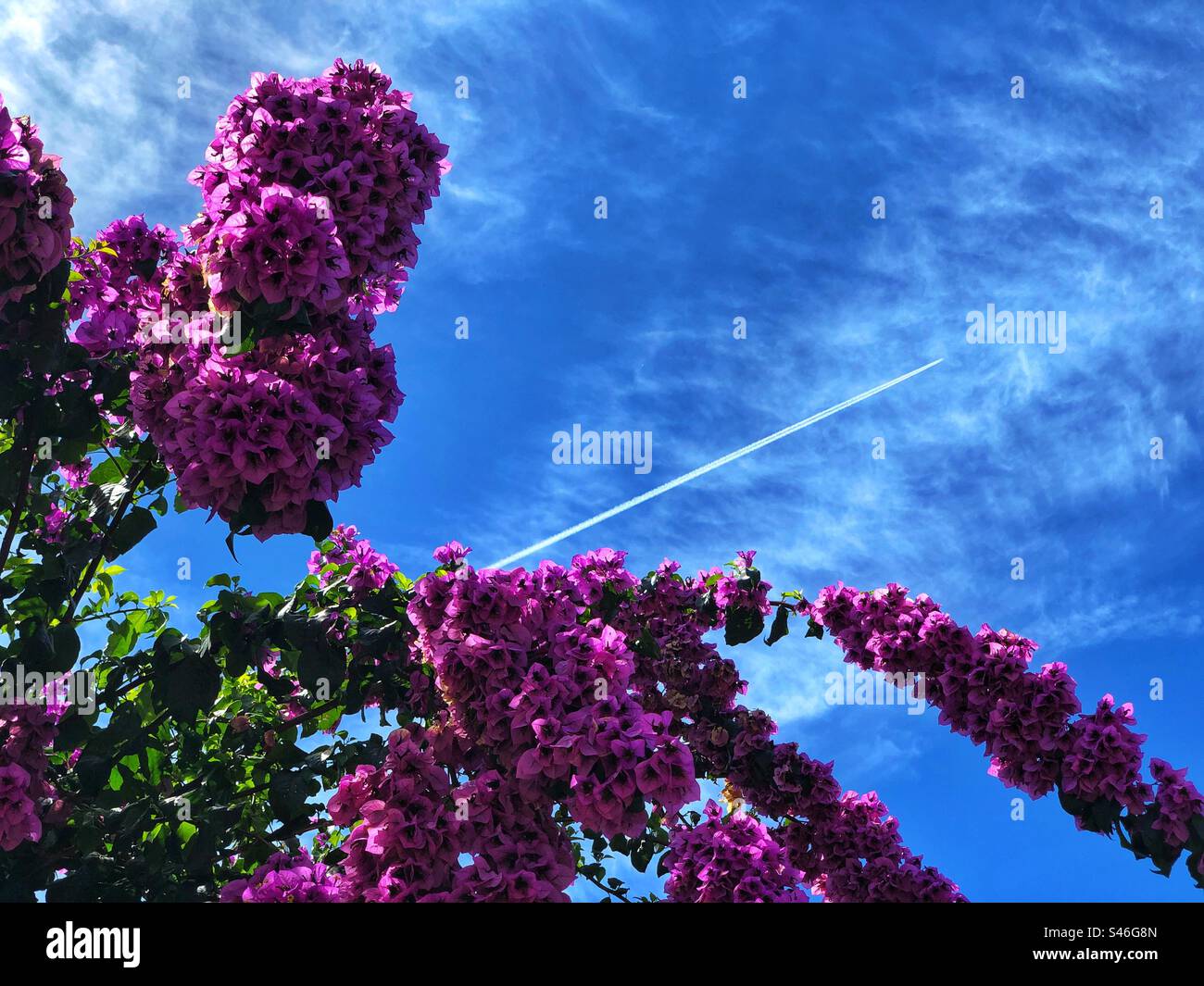 Hydrangea en pleine floraison avec les contrails de l'avion dans le ciel en arrière-plan, 2023 - Image de stock capturée avec un smartphone