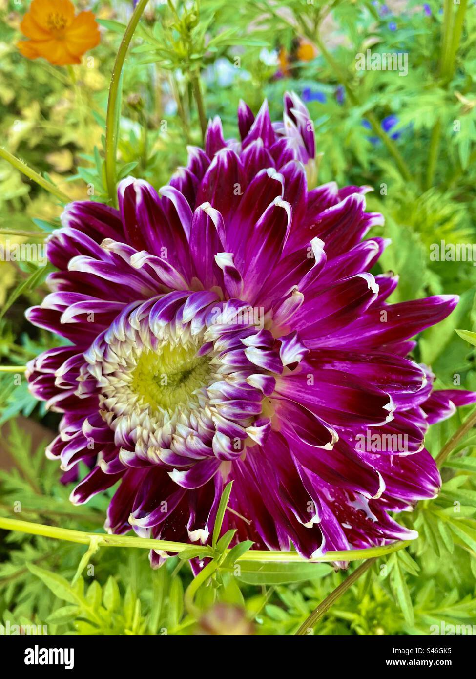 Dahlia purple Banque D'Images