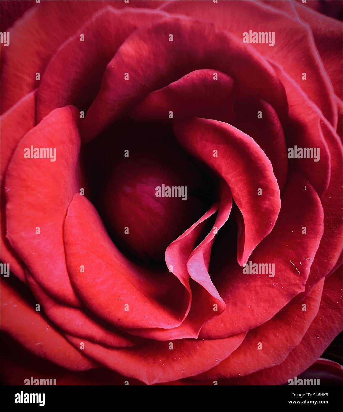 Près d'une rose rouge. - Image de stock capturée avec un smartphone