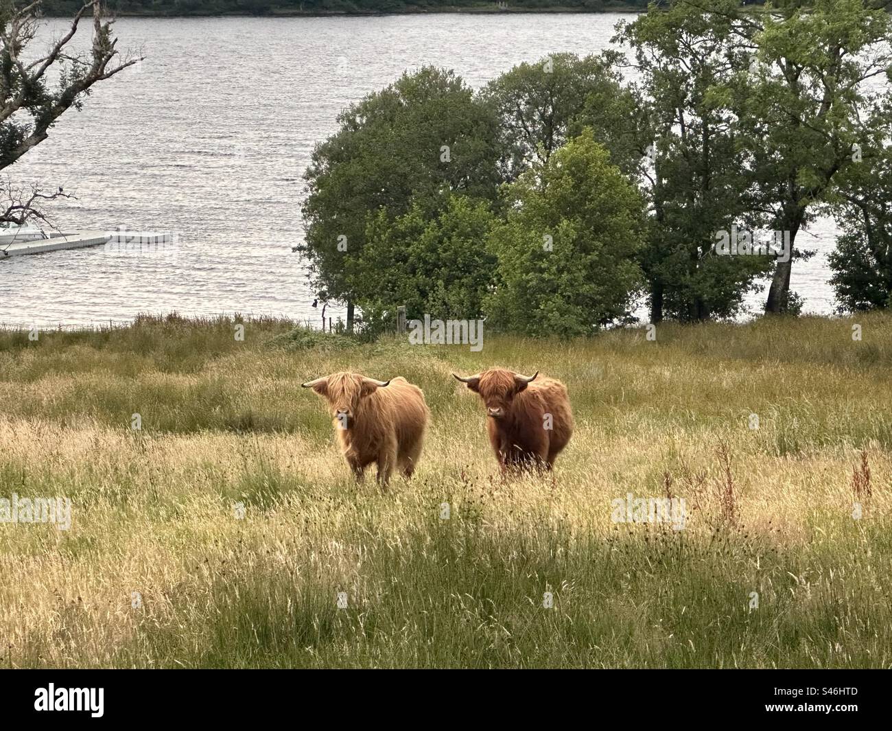 Highland cattle Banque D'Images