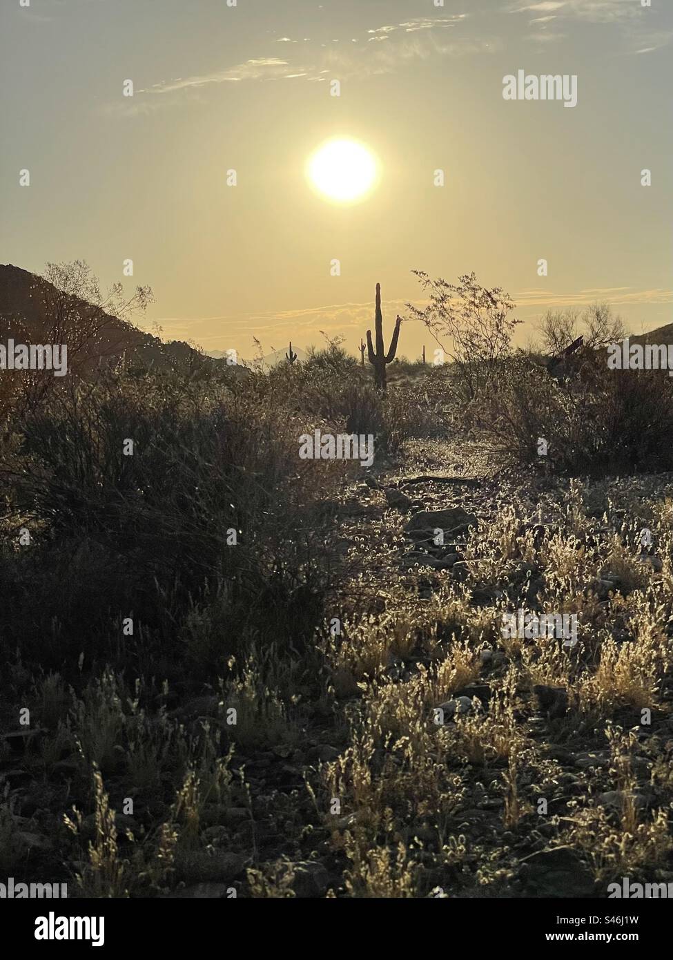 Ciel doré, Saguaro au lever du soleil, herbes du désert rétroéclairées et buissons de créosote, réserve de Phoenix Mountains, Arizona Banque D'Images