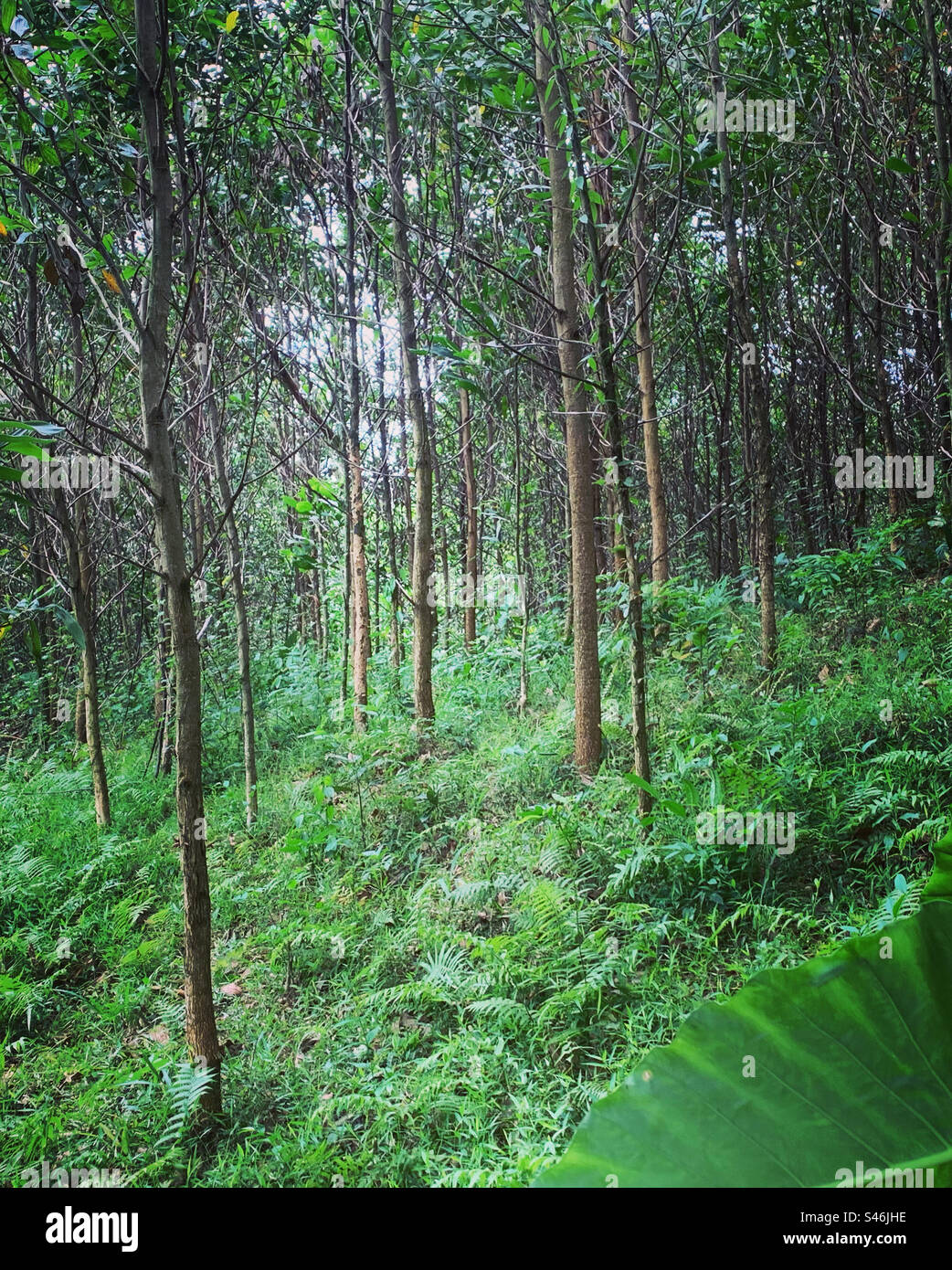 Dans les bois Banque D'Images