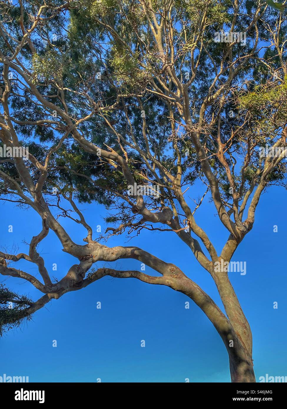 Eucalyptus encadré contre un ciel sans nuages Banque D'Images