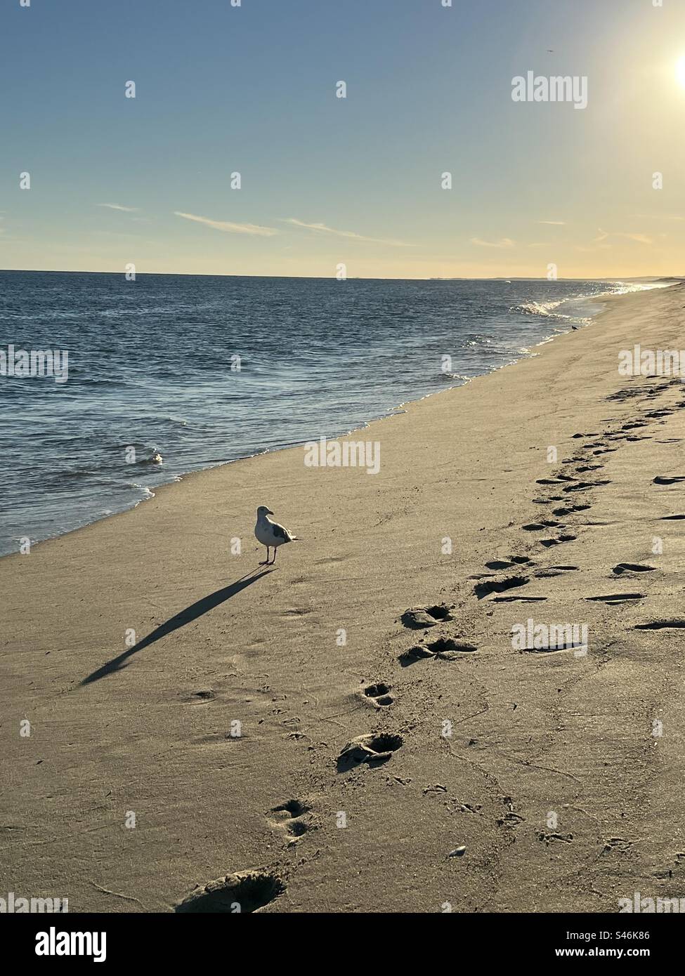 Seagull au coucher du soleil sur Martha’s Vineyard Banque D'Images