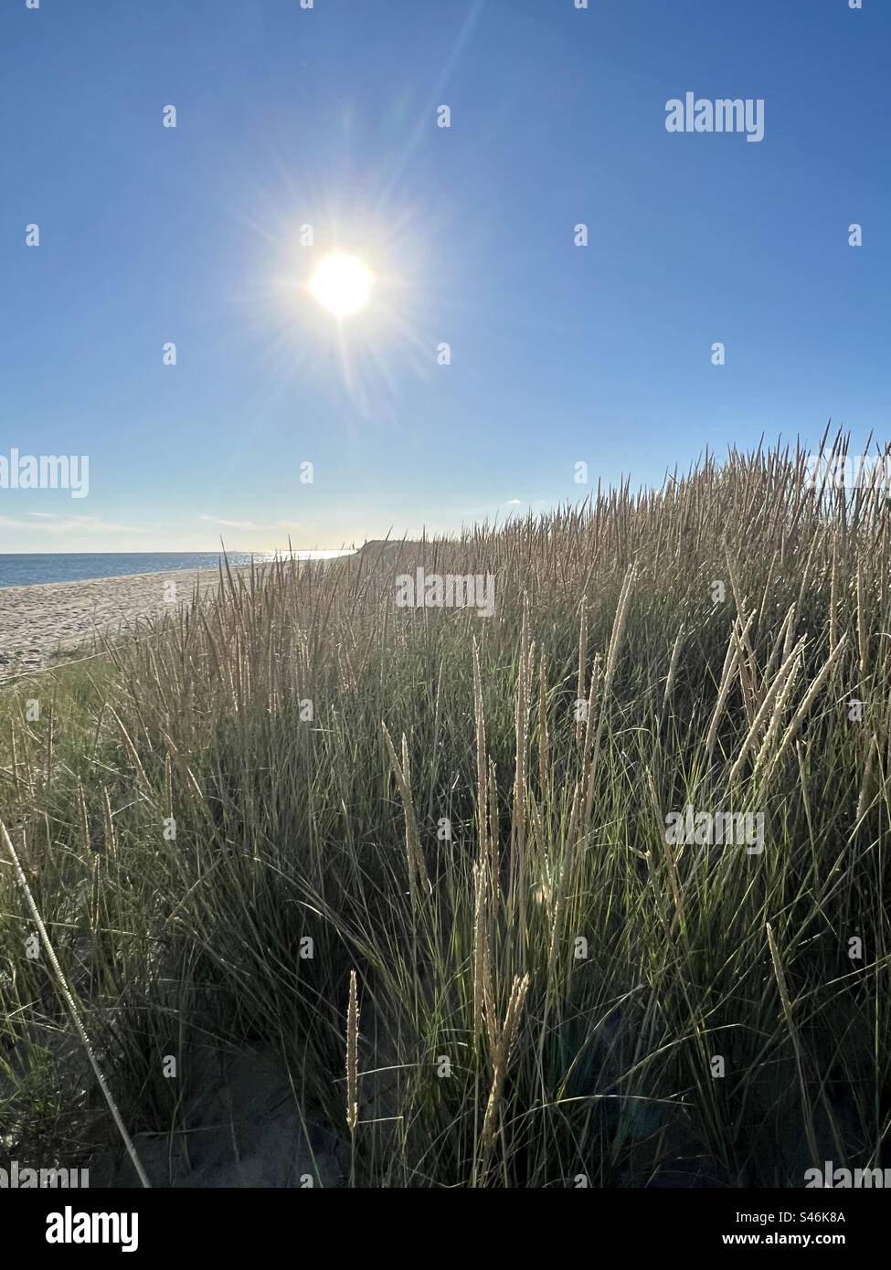 Herbe de mer au coucher du soleil sur Martha’s Vineyard Banque D'Images