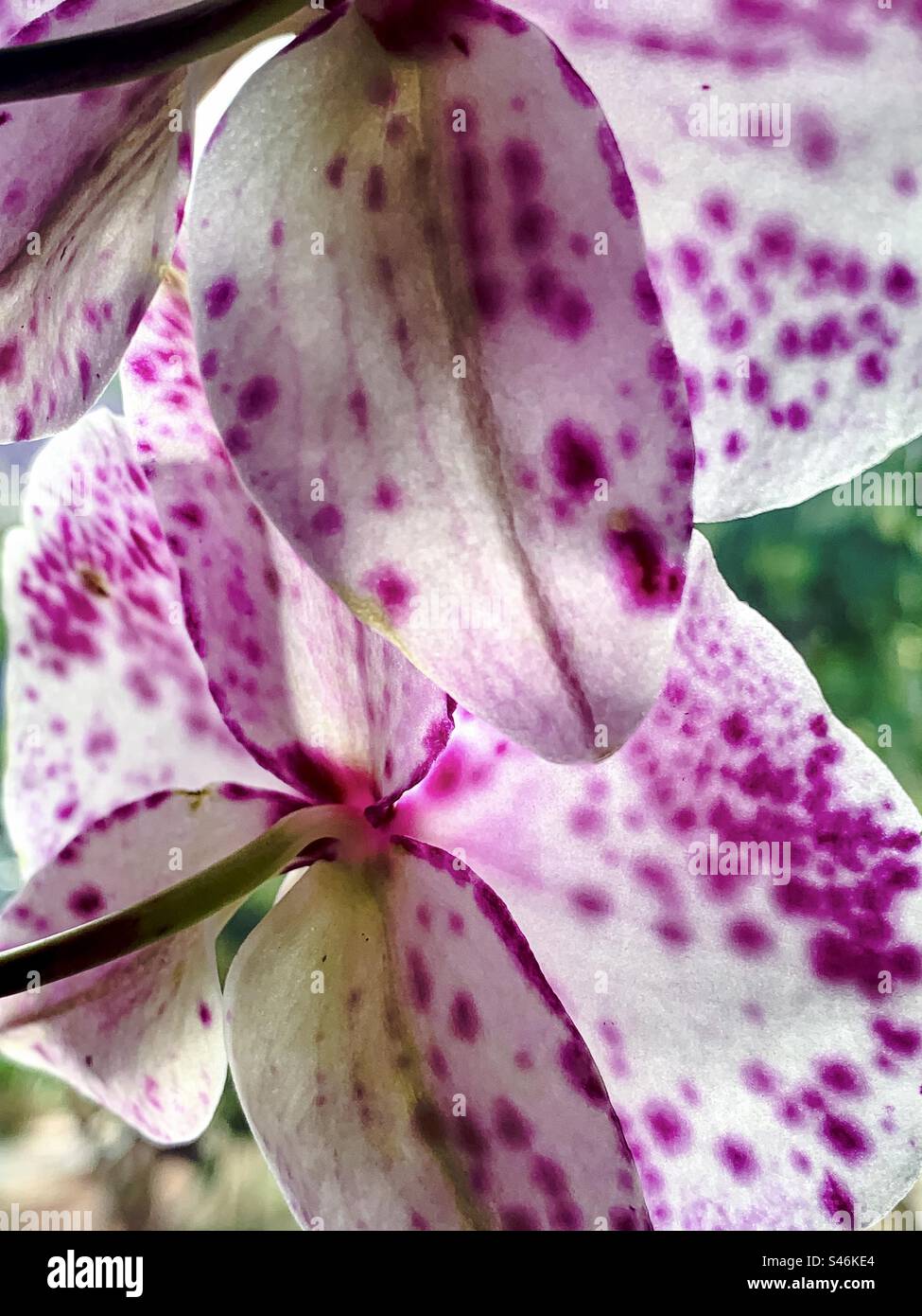 Gros plan des pétales de phalaenopsis d’Aphrodite Banque D'Images