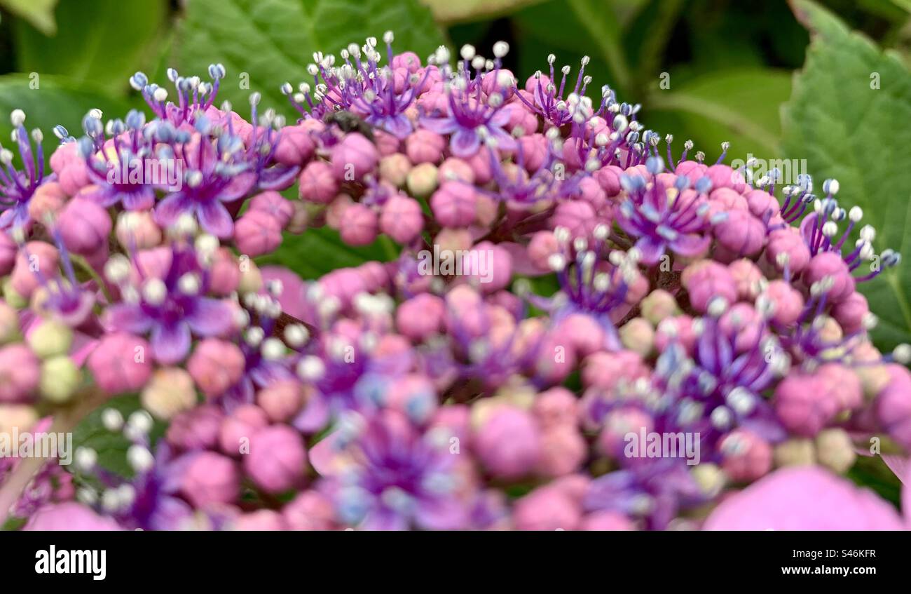 Close up of purple hydrangea flowers Banque D'Images