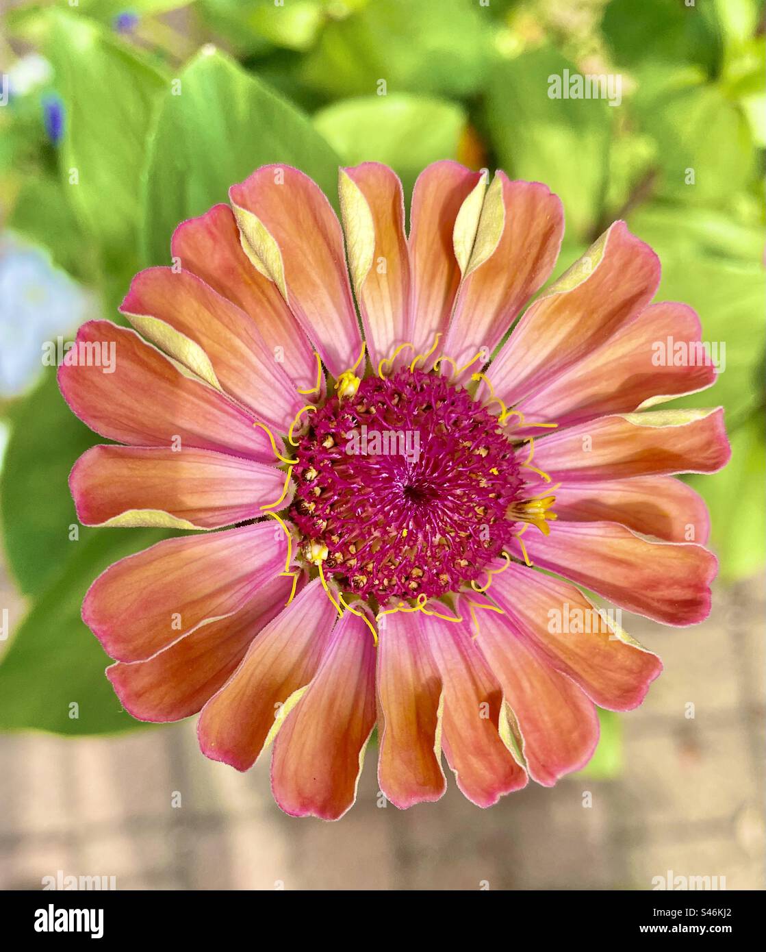 Zinnia orange Banque D'Images