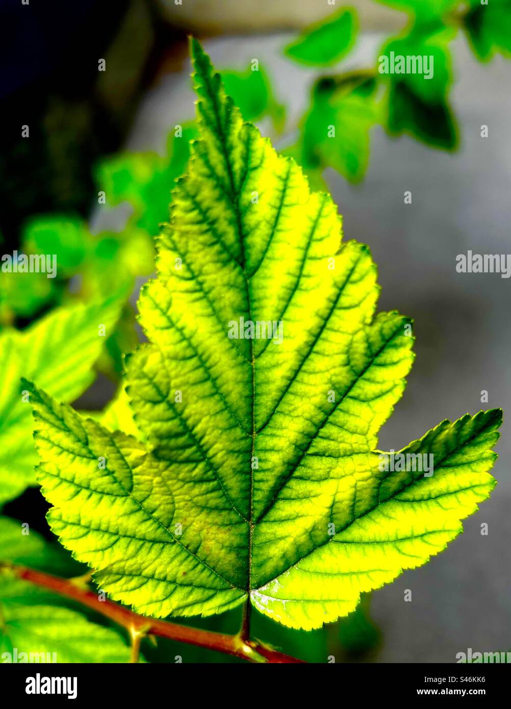 Feuille d'écorce de nine, arbuste, plante à fleurs, domestique, ornementale, végétation Banque D'Images