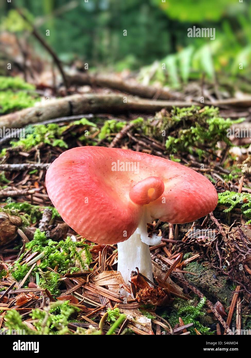 Champignon rose cultivé à Brockenhurst, Hampshire, Royaume-Uni - Image de stock capturée avec un smartphone