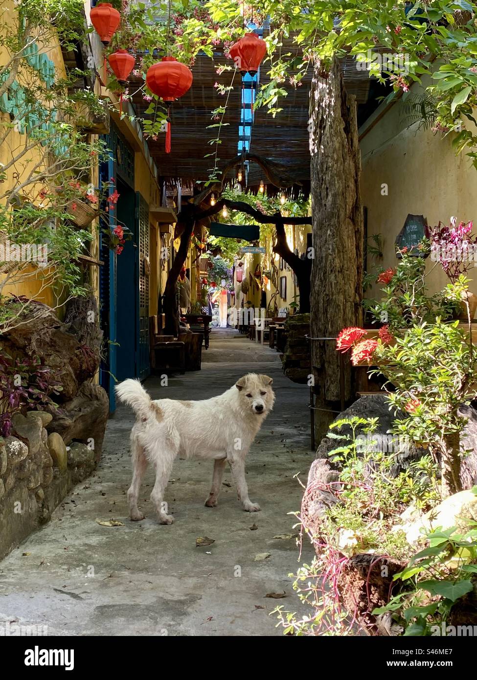 Un chien errant dans l'arrière-cour - Image de stock capturée avec un smartphone