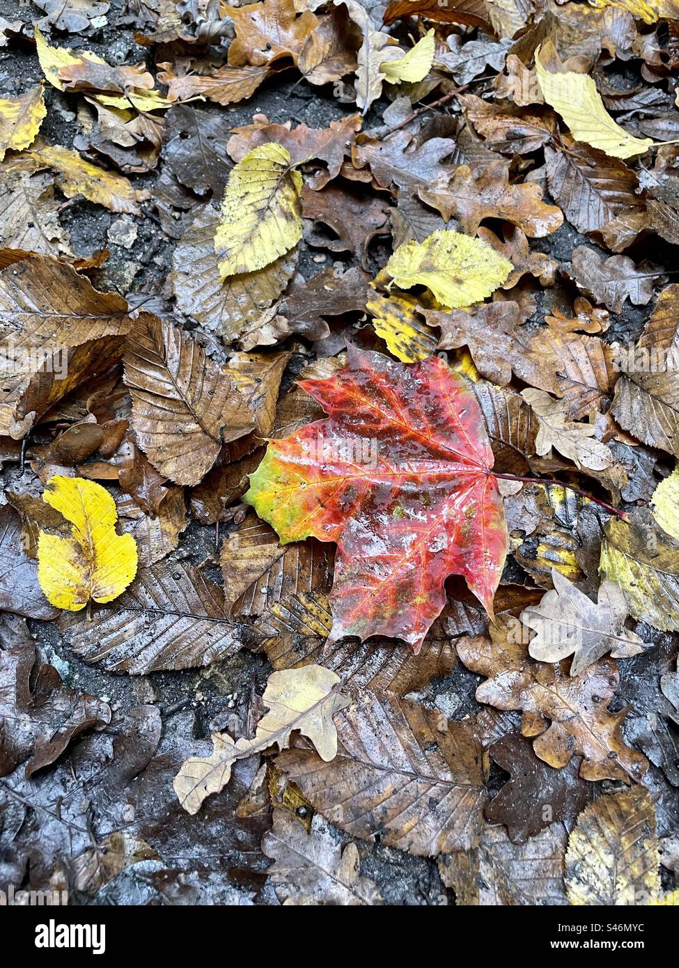 Une feuille d'érable d'automne vibrante et multicolore repose sur le sol au milieu d'un tapis de feuilles d'arbres en décomposition, capturant la beauté éphémère du changement de saison. - Image de stock capturée avec un smartphone