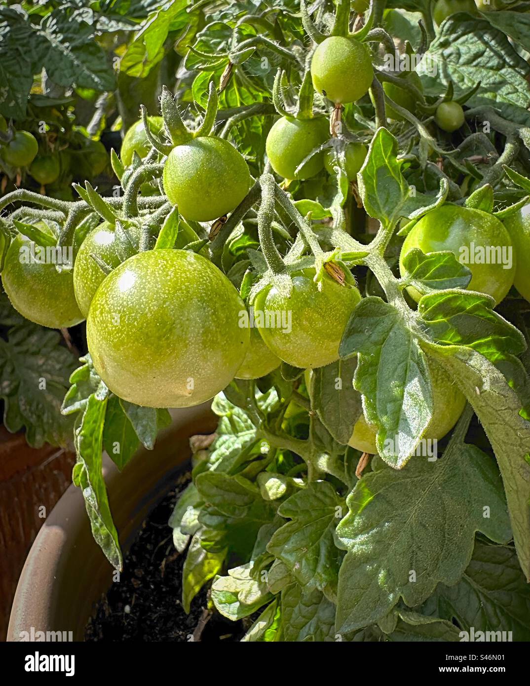 Tomates de jardin maison, vertes et non mûries dans leurs premiers stades avant d'être cueillies. La lumière du soleil dont ils ont besoin se reflète sur la peau extérieure brillante. Banque D'Images