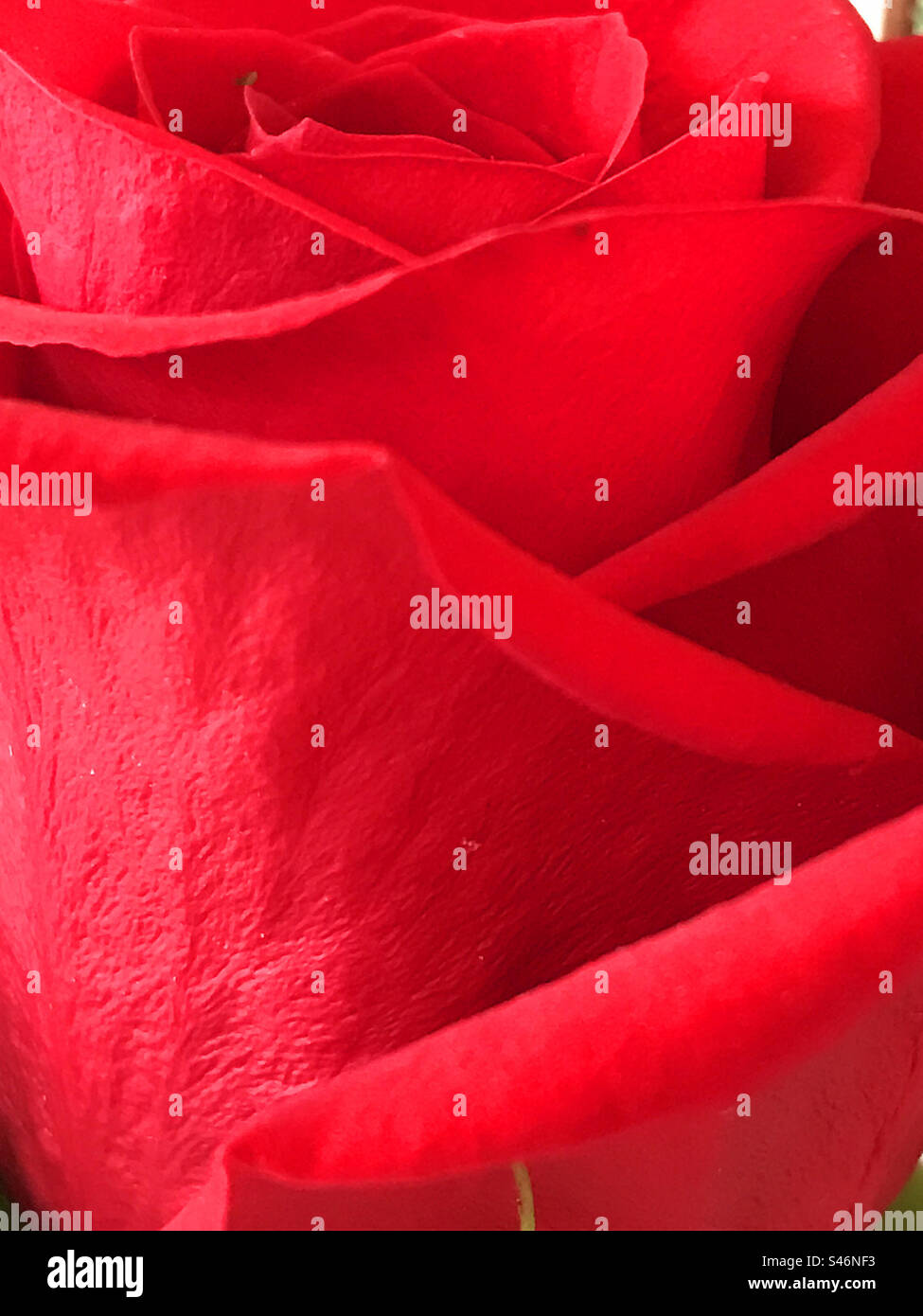 Rose rouge. Voir de très près. - Image de stock capturée avec un smartphone