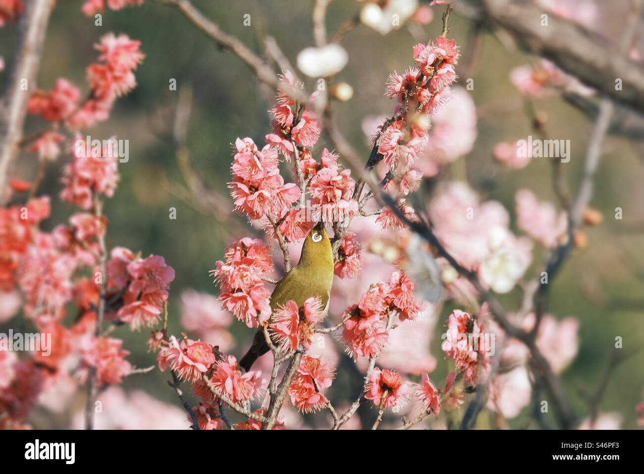 Japonais White-eye Zosterops japonicus suce le nectar de fleur d'Ume Banque D'Images