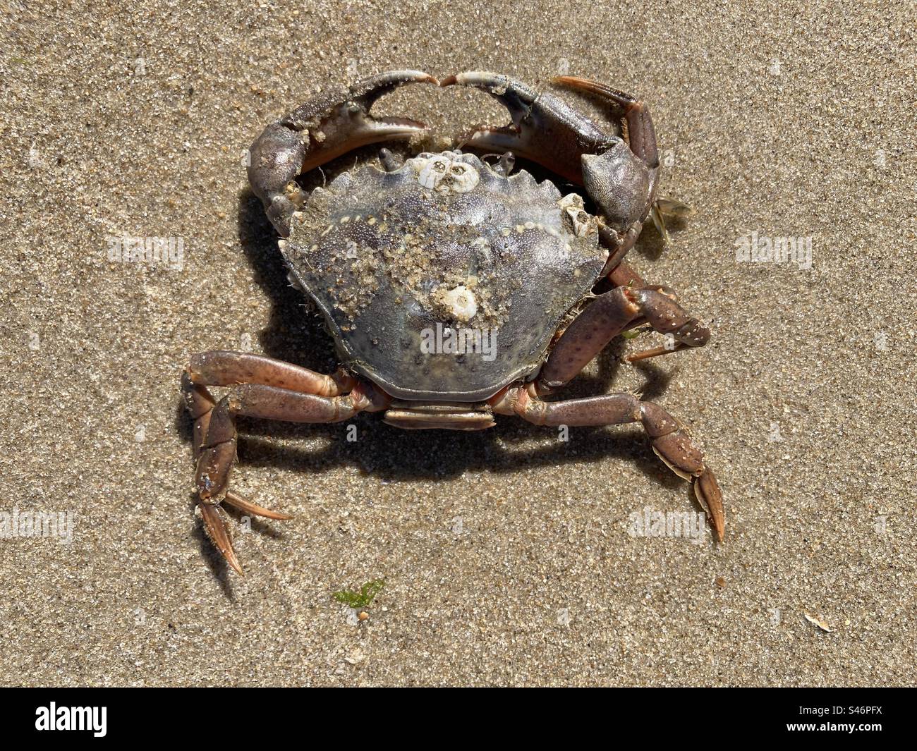 Un crabe de plage est assis sur le sable humide d'une plage de la mer du Nord - Image de stock capturée avec un smartphone