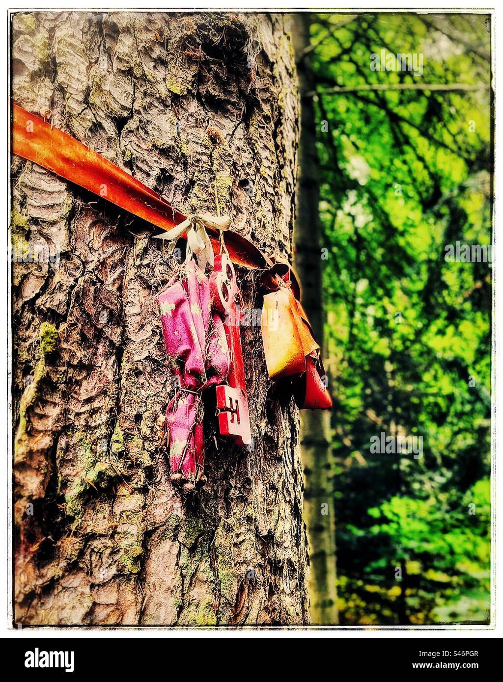Chiffons et ornements attachés à un arbre. Banque D'Images