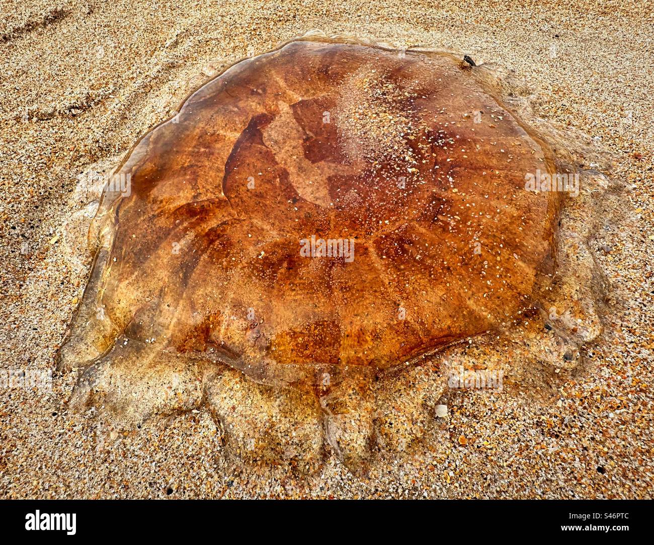 Une méduse Lion’s Mane, échouée sur le rivage d’une plage de Northumberland. Nom scientifique Cyanea capillata. Banque D'Images