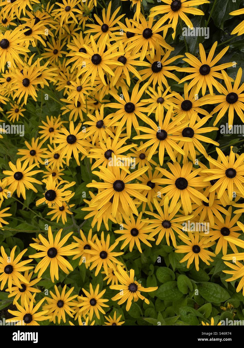 Rudbeckia - Image de stock capturée avec un smartphone