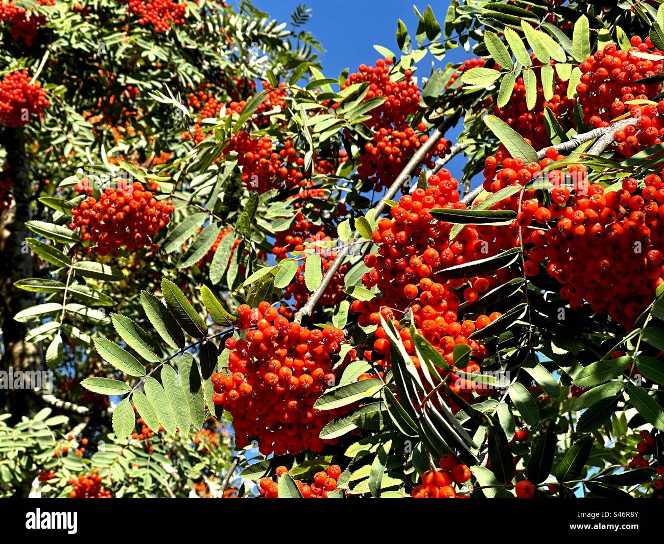 Rowan Tree berries - Image de stock capturée avec un smartphone
