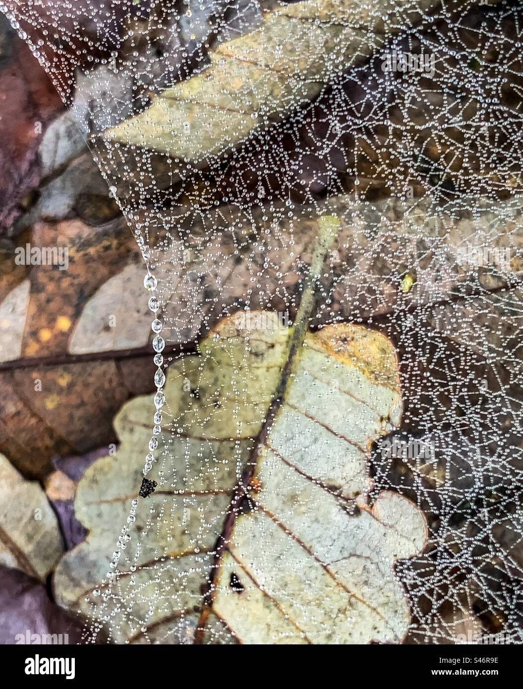 Toiles d'araignée recouvertes de minuscules gouttelettes d'eau sur les feuilles d'automne tombées Banque D'Images