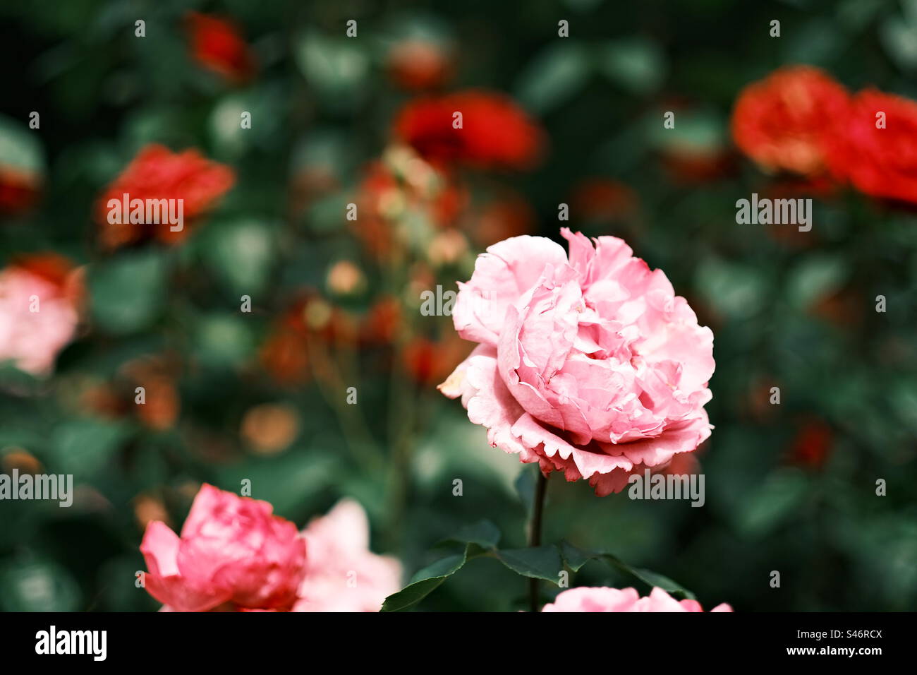 Paeonia lactiflora - fleurs roses en floraison - Image de stock capturée avec un smartphone