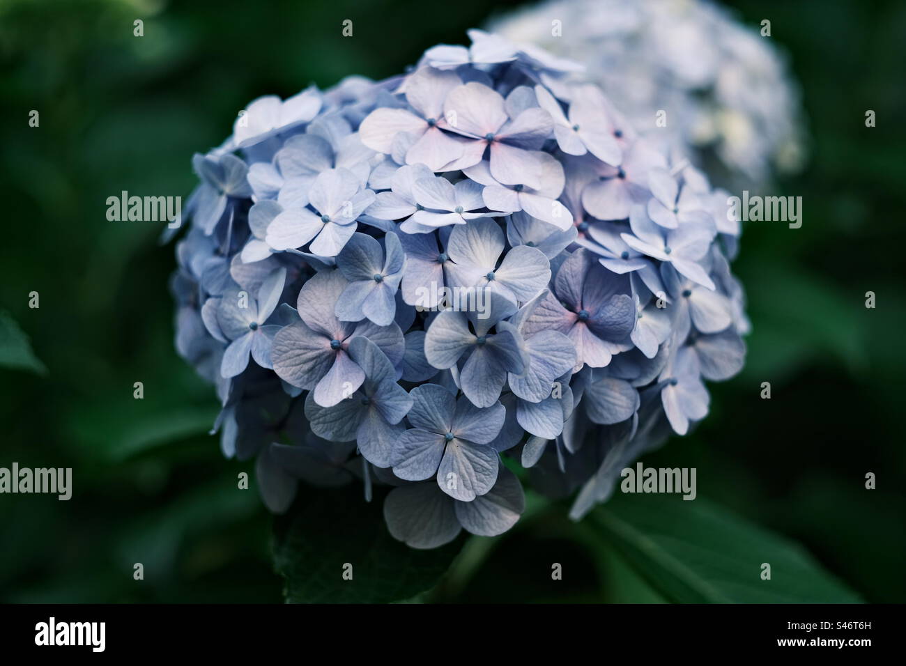 Gros plan sur la photo de la fleur d'Hydrangea - Image de stock capturée avec un smartphone