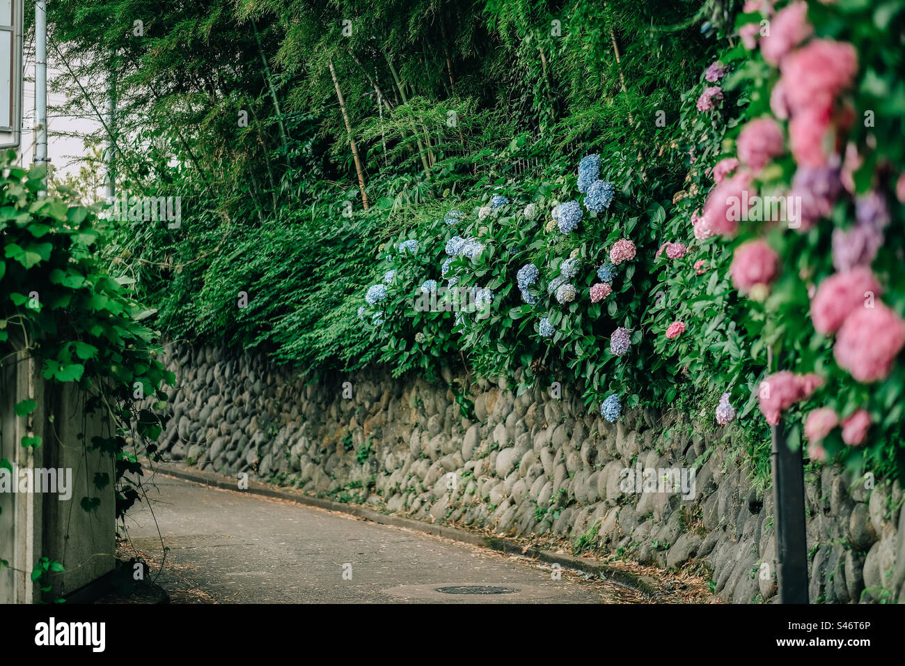 Route béatiful avec des fleurs Hydrangea macrophylla de différentes couleurs Banque D'Images