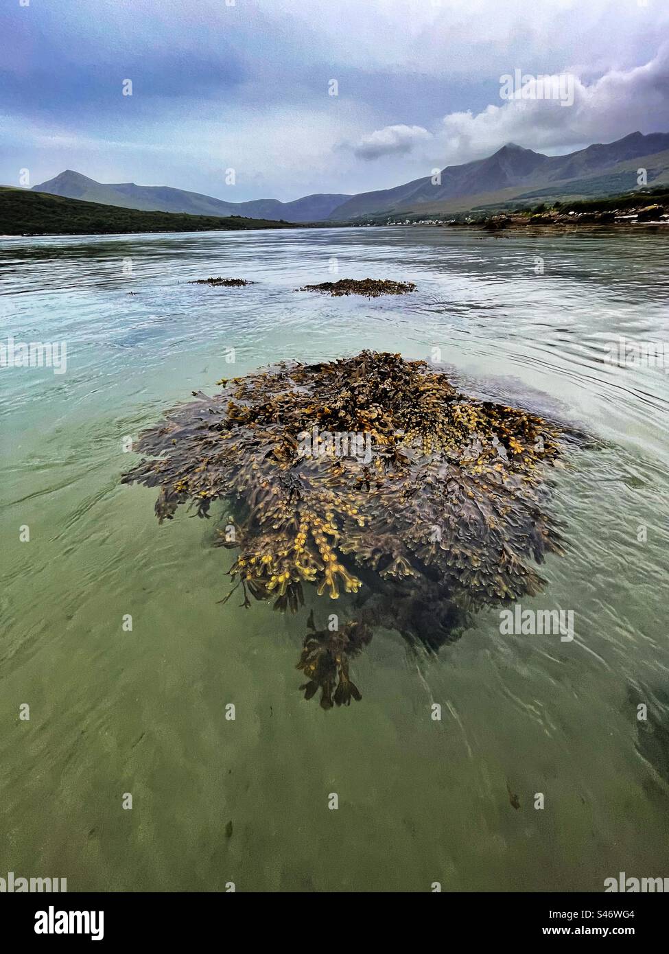 L'estuaire d'Owenmore, comté de Kerry, Irlande. Le vessimiste flottant (Fucus vesiculosus). Banque D'Images