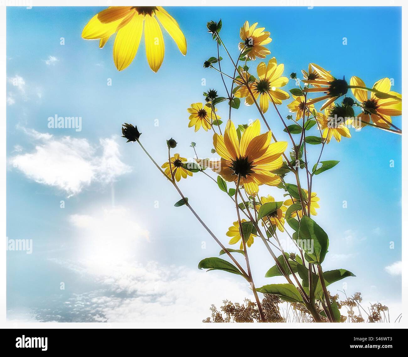 Usine d'artichaut de Jérusalem. - Image de stock capturée avec un smartphone