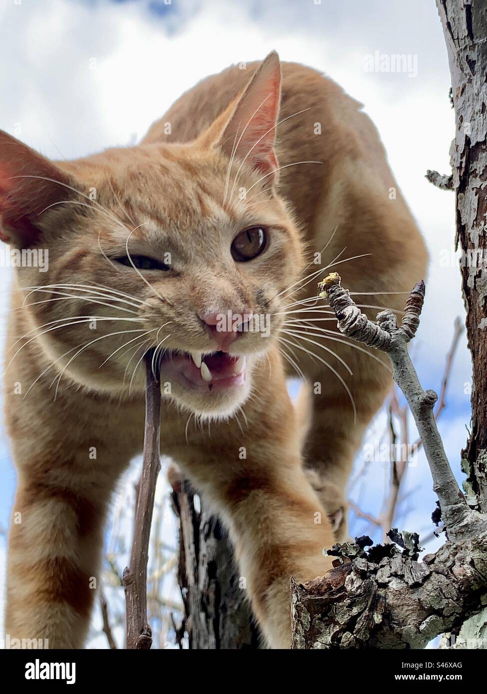 Chat gingembre dans un arbre mordant une brindille - Image de stock capturée avec un smartphone Chat gingembre dans un arbre mordant une brindille - Image de stock capturée avec un smartphone