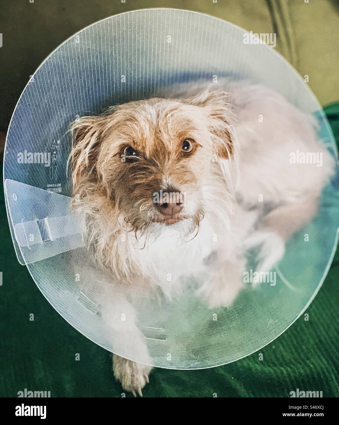 Chien en collier vétérinaire Banque D'Images