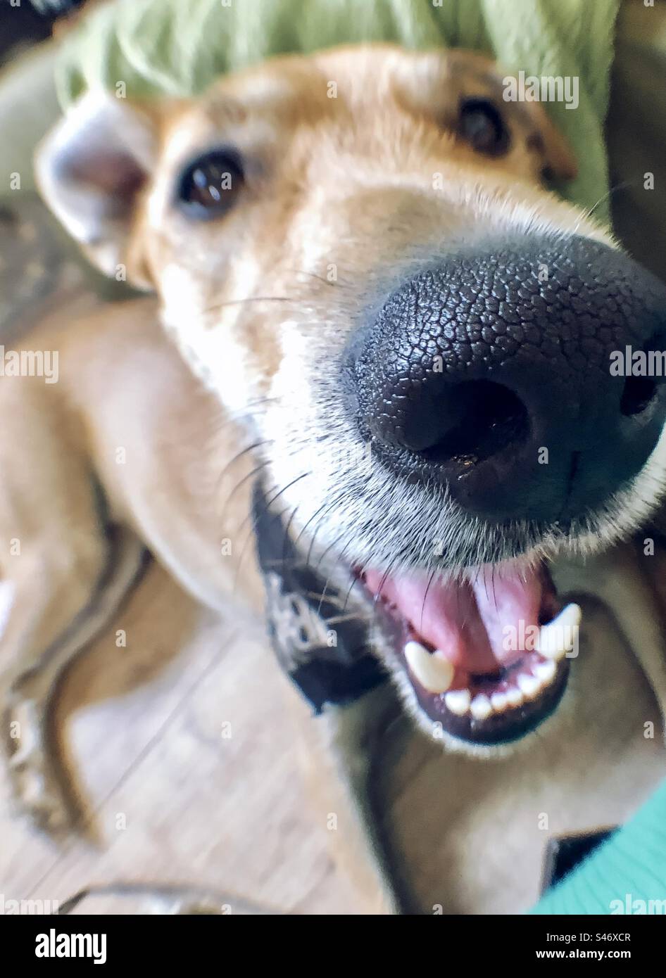 Chien vu à travers une lentille fisheye avec le focus sur son nez Banque D'Images