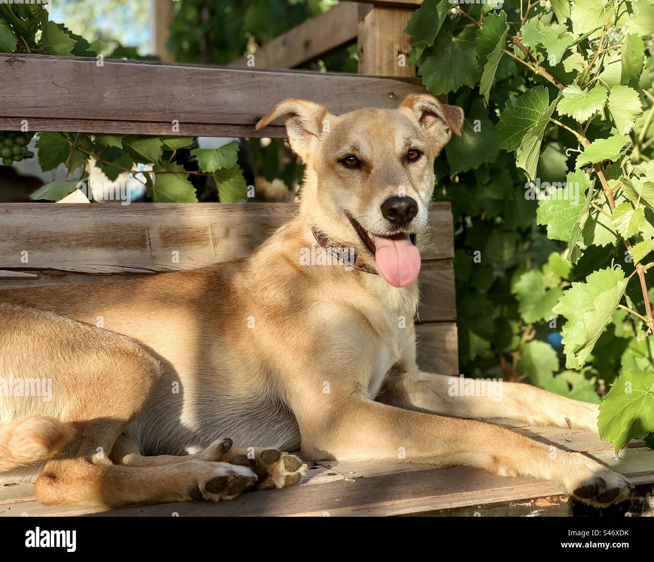 Un chien heureux de type Labrador assis sur un banc en bois entouré de vignes Banque D'Images